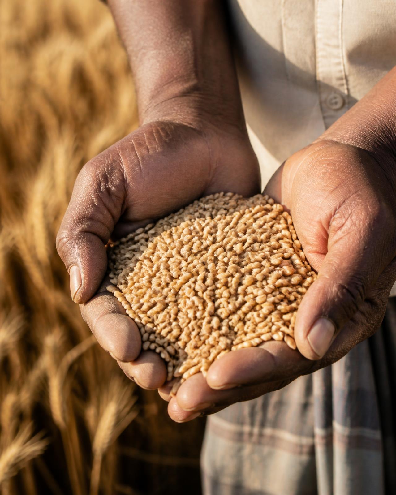 Freshly harvested wheat grain held in a farmer's hands